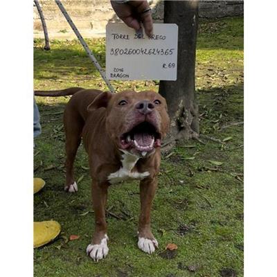 COMUNE DI TORRE DEL GRECO - cane - Microchip 380260042624365