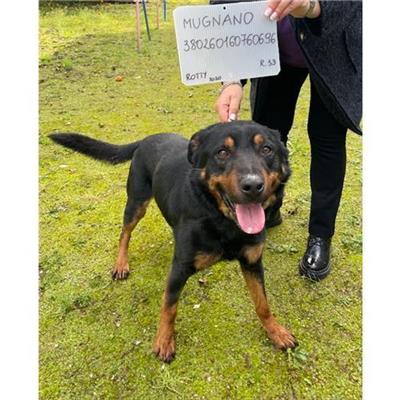 COMUNE DI MUGNANO DI NAPOLI - cane - Microchip 380260160760696