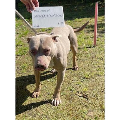 COMUNE DI MUGNANO DI NAPOLI - cane - Microchip 380260160063088