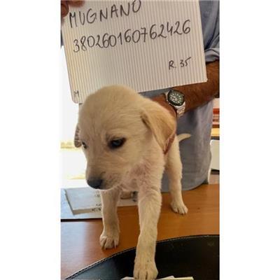 COMUNE DI MUGNANO DI NAPOLI - cane - Microchip 380260160762426