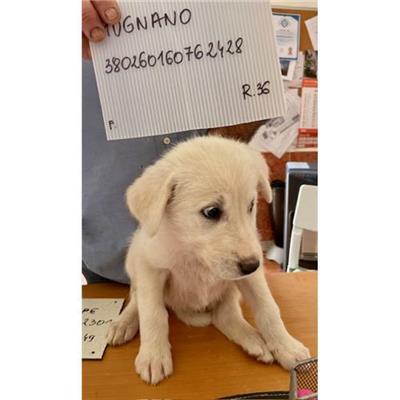 COMUNE DI MUGNANO DI NAPOLI - cane - Microchip 380260160762428