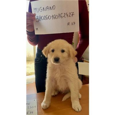 COMUNE DI MUGNANO DI NAPOLI - cane - Microchip 380260160762427