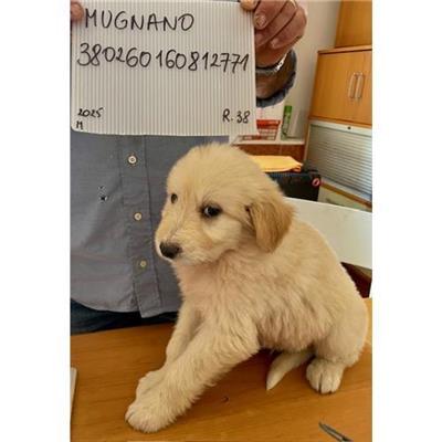 COMUNE DI MUGNANO DI NAPOLI - cane - Microchip 380260160812771