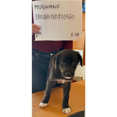 COMUNE DI MUGNANO DI NAPOLI - cane - Microchip 380260160812760