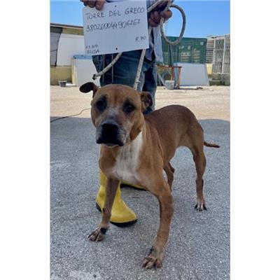 COMUNE DI TORRE DEL GRECO - cane - Microchip 380260044906267