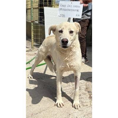 COMUNE DI TORRE DEL GRECO - cane - Microchip 380260044976786