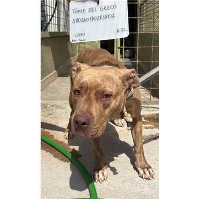 COMUNE DI TORRE DEL GRECO - cane - Microchip 380260170283807