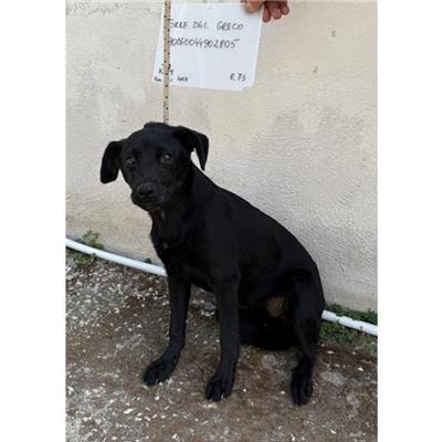 COMUNE DI TORRE DEL GRECO - cane - Microchip 380260044902805