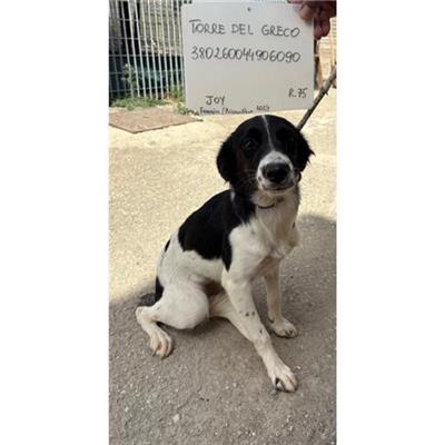 COMUNE DI TORRE DEL GRECO - cane - Microchip 380260044906090