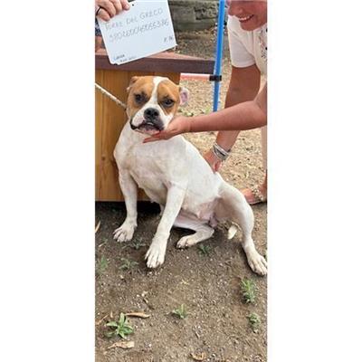 COMUNE DI TORRE DEL GRECO - cane - Microchip 380260045055386