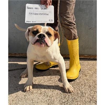 COMUNE DI TORRE DEL GRECO - cane - Microchip 380260045054746