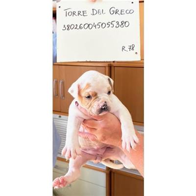 COMUNE DI TORRE DEL GRECO - cane - Microchip 380260045055380