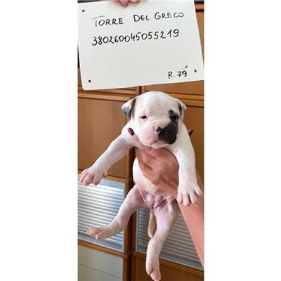 COMUNE DI TORRE DEL GRECO - cane - Microchip 380260045055219