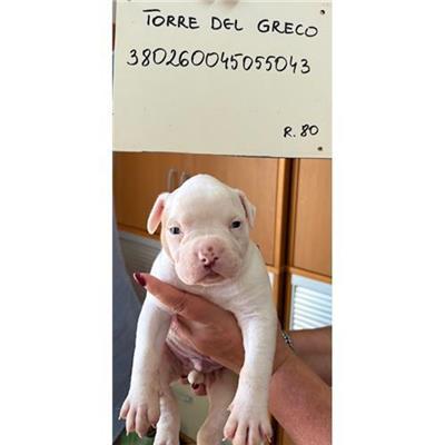 COMUNE DI TORRE DEL GRECO - cane - Microchip 380260045055043