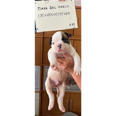 COMUNE DI TORRE DEL GRECO - cane - Microchip 380260045055469