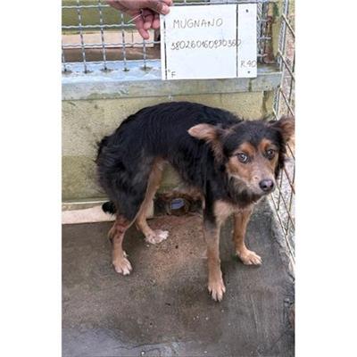 COMUNE DI MUGNANO DI NAPOLI - cane - Microchip 380260160930360