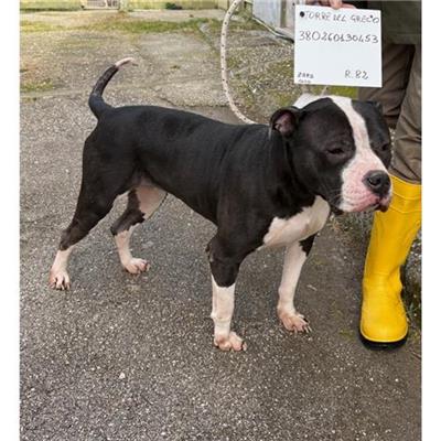 COMUNE DI TORRE DEL GRECO - cane - Microchip 380260160130453