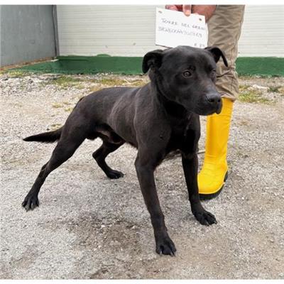 COMUNE DI TORRE DEL GRECO - cane - Microchip 380260044902929
