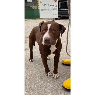 S. GIORGIO A CREMANO - cane - Microchip 380260160118545