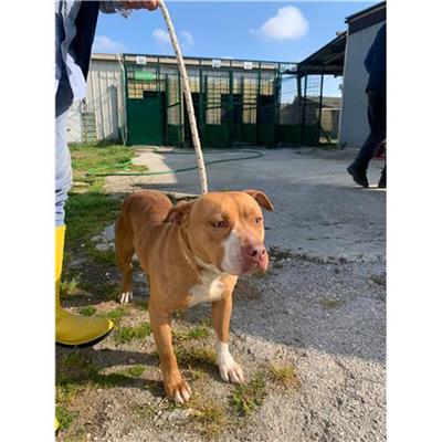 COMUNE DI TORRE DEL GRECO - cane - Microchip 642090000290400