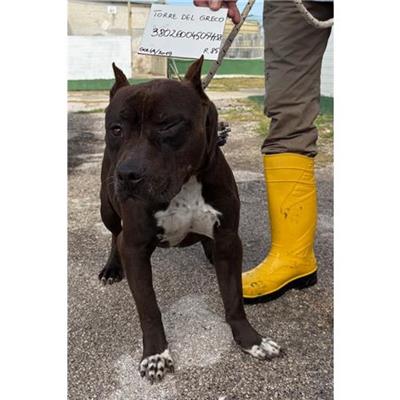 COMUNE DI TORRE DEL GRECO - cane - Microchip 380260045054438